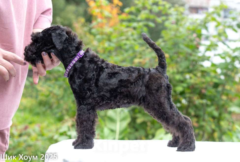 Собаки в Перми: Щенок Керри-Блю-терьера Девочка, 60 000 руб. - фото 2