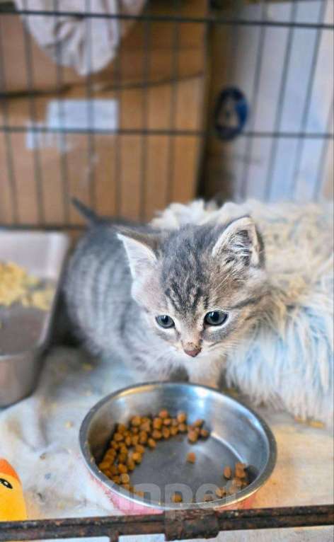 Кошки в Ногинске: Малюсенький котеечка в поиске дома! Мальчик, Бесплатно - фото 5