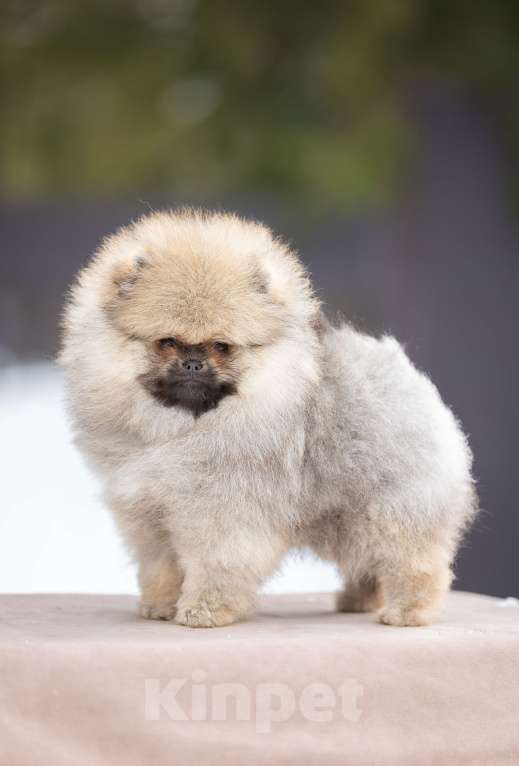 Собаки в Лобне: Красотка Девочка, 70 000 руб. - фото 6