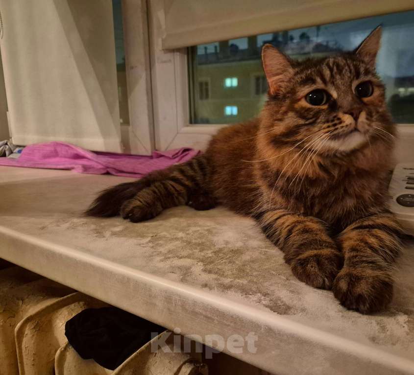 Кошки в Москве: Басилиса устала от безумных людей Девочка, Бесплатно - фото 4