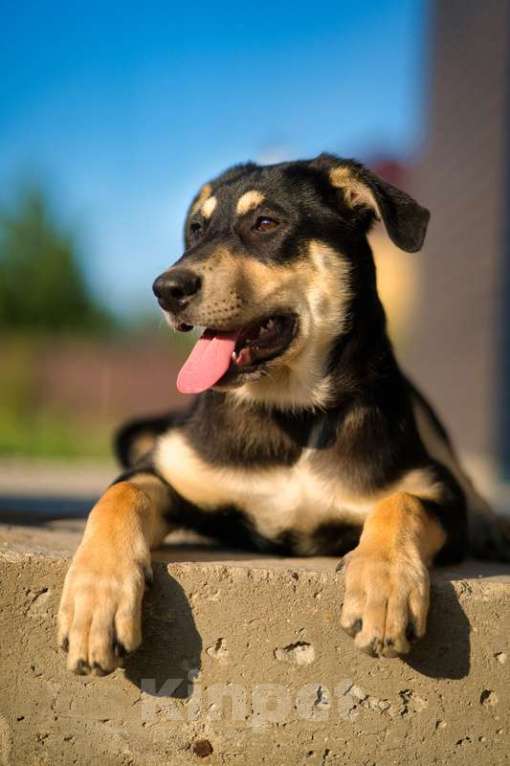 Собаки в Москве: Умняшка Принцесса — щенок в добрые руки Девочка, 1 руб. - фото 5