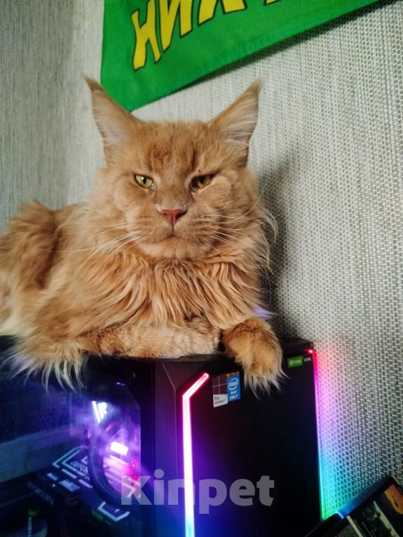 Кошки в Бийске: Котята Мейн-кун Разнополые, 10 000 руб. - фото 3
