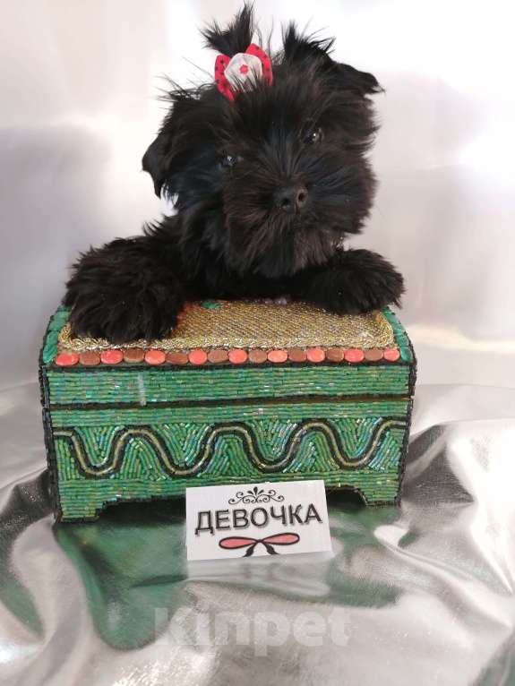 Собаки в Москве: Угольные девочки йорка (черные без подпала) Девочка, 40 000 руб. - фото 4