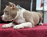 Собаки в других городах Московской области: Американский булли Мальчик, 150 000 руб. - фото 2