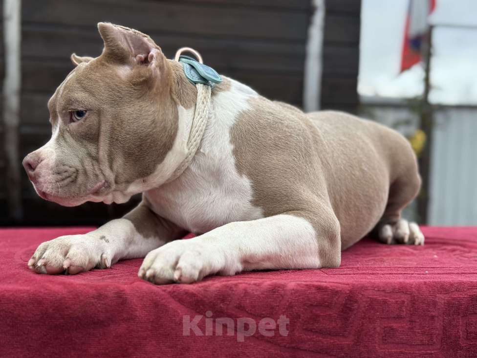 Собаки в других городах Московской области: Американский булли Мальчик, 150 000 руб. - фото 2