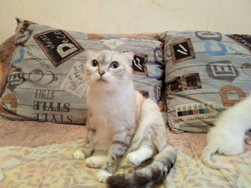 Кошки в Оленегорске: Отдаем котят, 1 руб. - фото 1