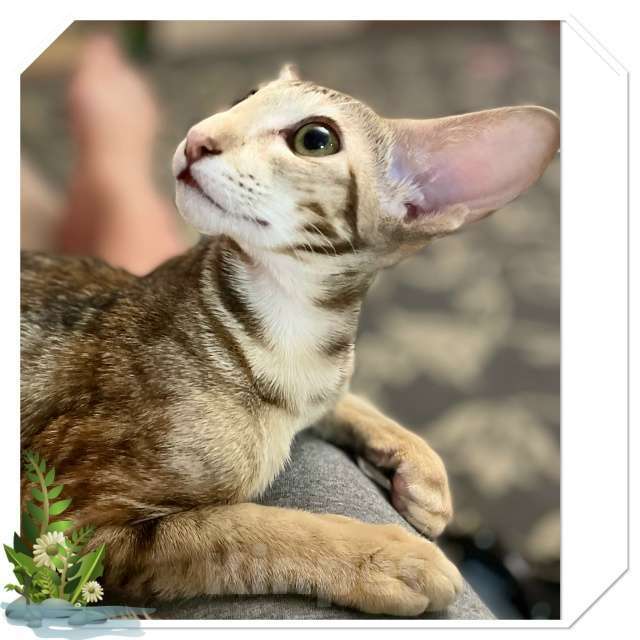 Кошки в Перми: ориентальный котенок Мальчик, 120 000 руб. - фото 6