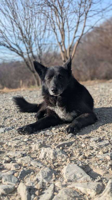 Собаки в других городах Краснодарского края: Метис бельгийской овчарки в дар с доставкой Мальчик, Бесплатно - фото 2