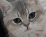 Кошки в Москве: Британсая короткошерстная девочка Девочка, 50 000 руб. - фото 3