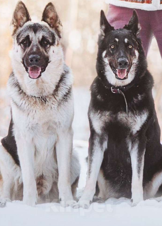 Собаки в Зее: Щенки восточноевропейской овчарки, овчарки, ВЕО Мальчик, Бесплатно - фото 2