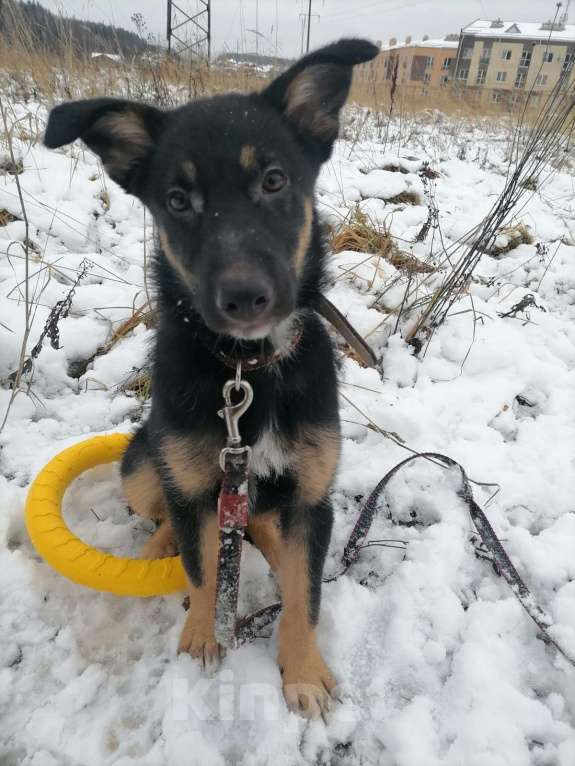 Собаки в Москве: Риччи - жизнь без братана скучна Мальчик, Бесплатно - фото 5