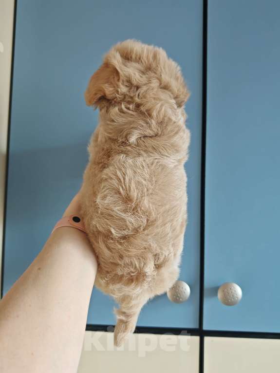 Собаки в Краснодаре: Мальтипушка Ф1 девочка Девочка, Бесплатно - фото 8