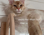 Кошки в Наро-Фоминске: Bruno. Male. MCO ds25 Born 27.12.24 Мальчик, 100 000 руб. - фото 2