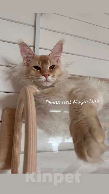 Кошки в Наро-Фоминске: Bruno. Male. MCO ds25 Born 27.12.24 Мальчик, 100 000 руб. - фото 2