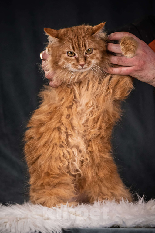 Кошки в Клине: Шуня — тихая кошечка Девочка, Бесплатно - фото 3