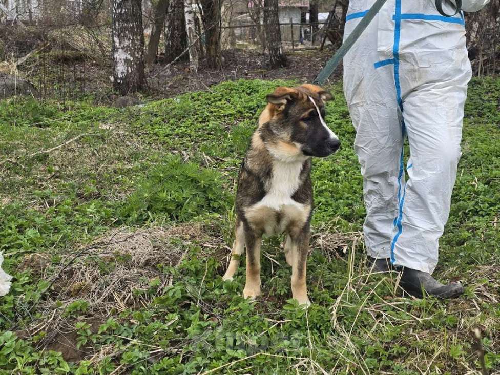 Собаки в Санкт-Петербурге: Ласковый щенок, который понимает всё с полуслова Мальчик, Бесплатно - фото 8