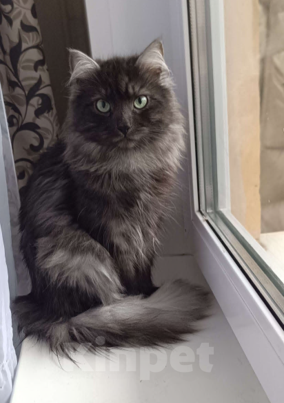 Кошки в Санкт-Петербурге: Предлагаются к продаже сибирские кошки Мальчик, 40 000 руб. - фото 2
