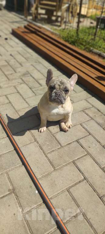 Собаки в Севастополе: Щенок французского бульдога Девочка, 50 000 руб. - фото 3