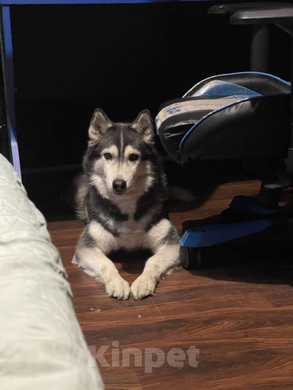 Собаки в Москве: Отдам собаку в добрые руки Девочка, Бесплатно - фото 1