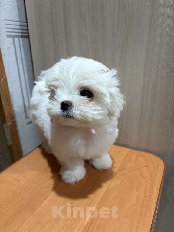 Собаки в Казани: Продам щенков Разнополые, 85 000 руб. - фото 4