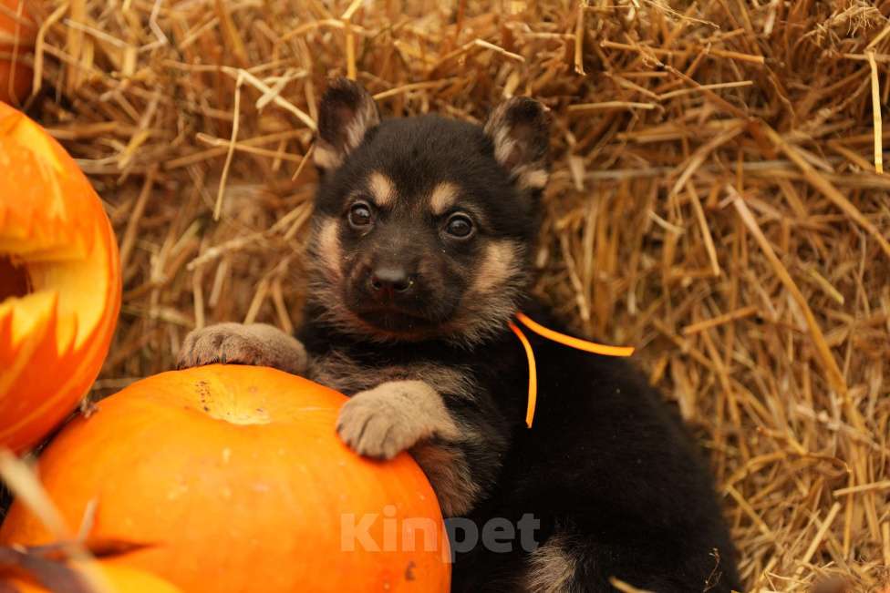 Собаки в Казани: ВЕО РКФ Девочка, 55 000 руб. - фото 2