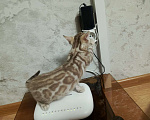 Кошки в Челябинске: Бенгальский котенок (девочка), окрас сепия Девочка, Бесплатно - фото 4