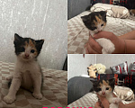 Кошки в Курске: Котенок Девочка, Бесплатно - фото 1