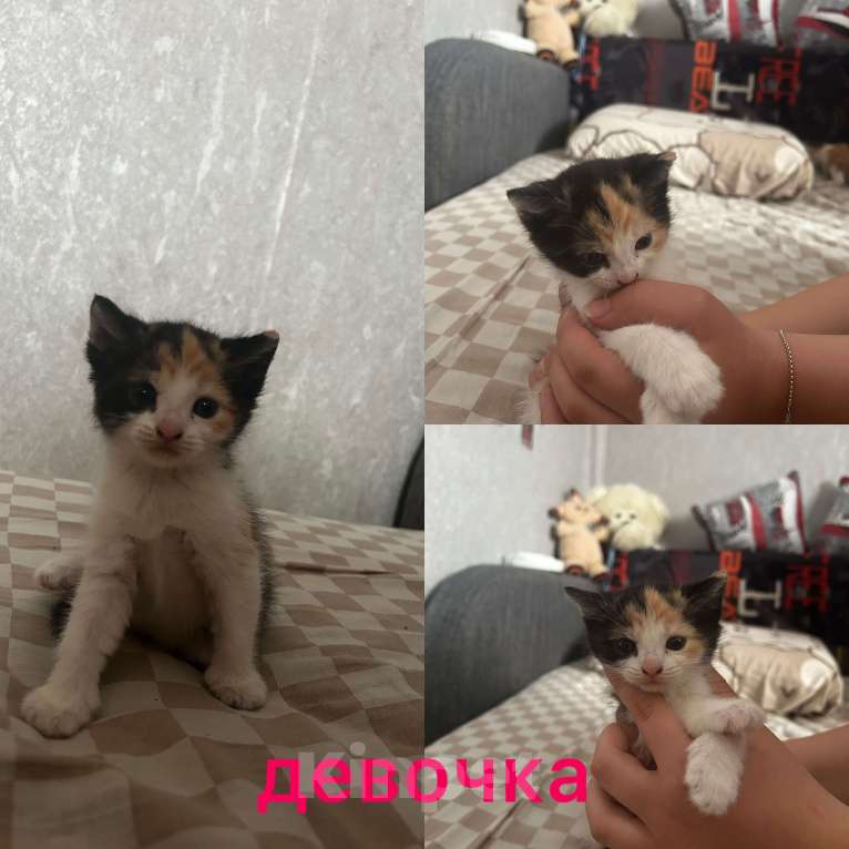 Кошки в Курске: Котенок Девочка, Бесплатно - фото 1