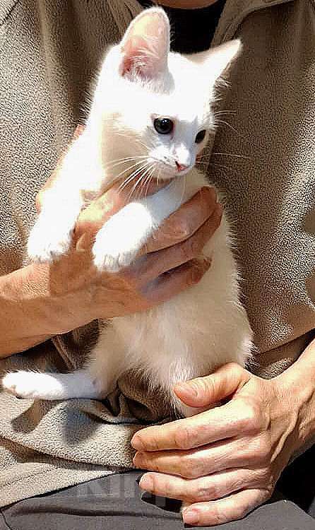 Кошки в других городах Московской области: Котята ищут ответственных и добрых хозяев Мальчик, Бесплатно - фото 1