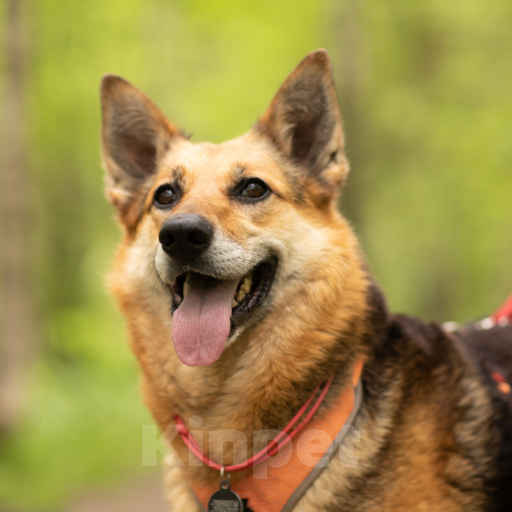 Собаки в Москве: Тера Девочка, Бесплатно - фото 4