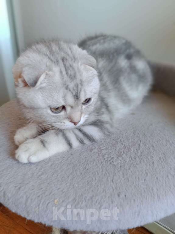 Кошки в Москве: Шотландский котик Мальчик, 35 000 руб. - фото 3