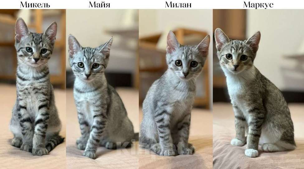 Кошки в Москве: Котятки ищут семью - любящих и добрых хозяев Мальчик, Бесплатно - фото 1