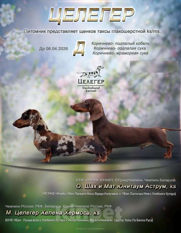 Собаки в Санкт-Петербурге: Кофейный кроличий мальчик Мальчик, 75 000 руб. - фото 5
