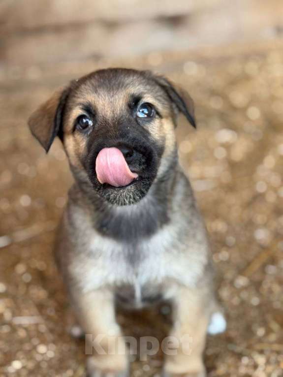 Собаки в Королеве: Щенки метисы овчарки Девочка, Бесплатно - фото 2