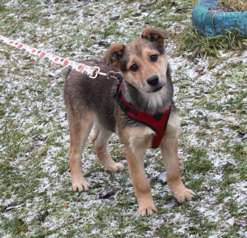 Собаки в Москве: Малышка Нюша очень ждет своего родного ЧЕЛОВЕКА. Девочка, Бесплатно - фото 3