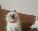 Кошки в других городах Московской области: Невский маскарадный котёнок Девочка, 10 000 руб. - фото 1