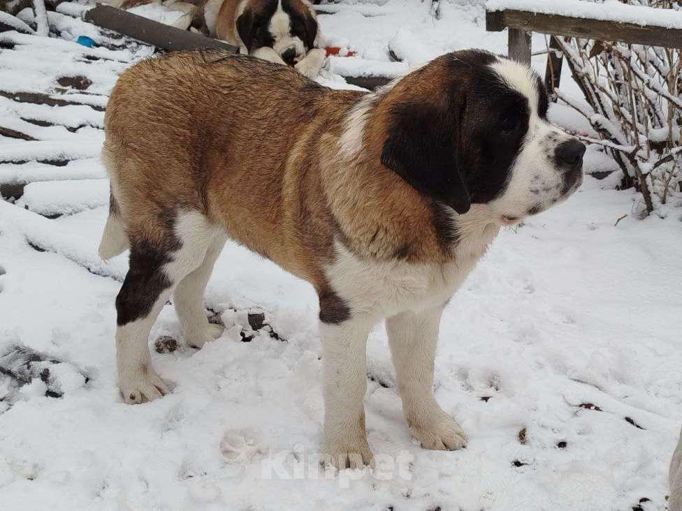 Собаки в Железногорске: Щенки сенбернара Девочка, 50 000 руб. - фото 5
