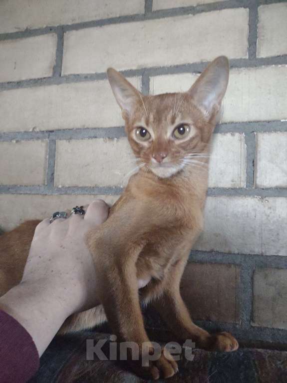 Кошки в Москве: Великолепный мальчик соррель окраса,принц!!!,4 месяца,ветпаспорт международного образца,прививкаа Мальчик, 58 000 руб. - фото 6