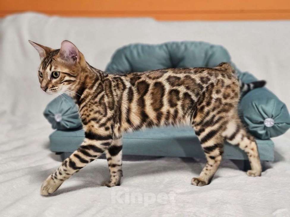 Кошки в Москве: Бенгальский котёнок Хантер Мальчик, 25 000 руб. - фото 2
