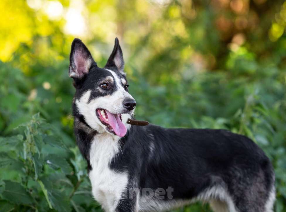 Собаки в Москве: Друг в добрые руки Мальчик, Бесплатно - фото 2
