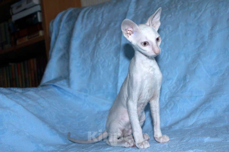 Кошки в Москве: белый голубоглазый кудрявый котенок Мальчик, 70 000 руб. - фото 5