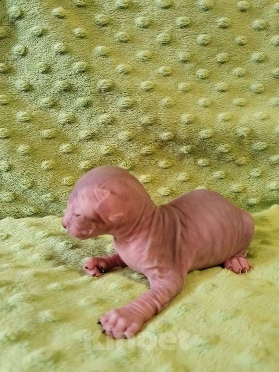 Кошки в Кировске (Мурманская область): Канадский сфинкс котята Мальчик, 50 000 руб. - фото 8