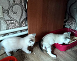 Кошки в других городах Московской области: Котята в добрые руки Разнополые, Бесплатно - фото 7