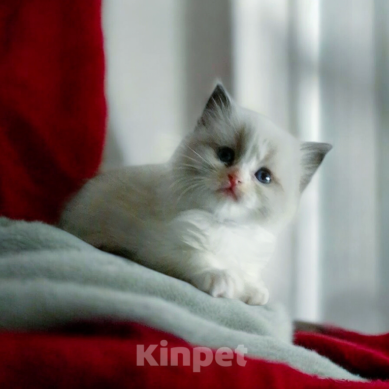 Кошки в Москве: Лучшие котята Рэгдолл к 14 февраля. Спешите забронировать! Мальчик, 80 000 руб. - фото 1