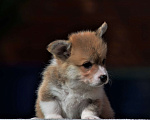 Собаки в Самаре: Щенок Корги от великолепных родителей! Мальчик, 60 000 руб. - фото 6