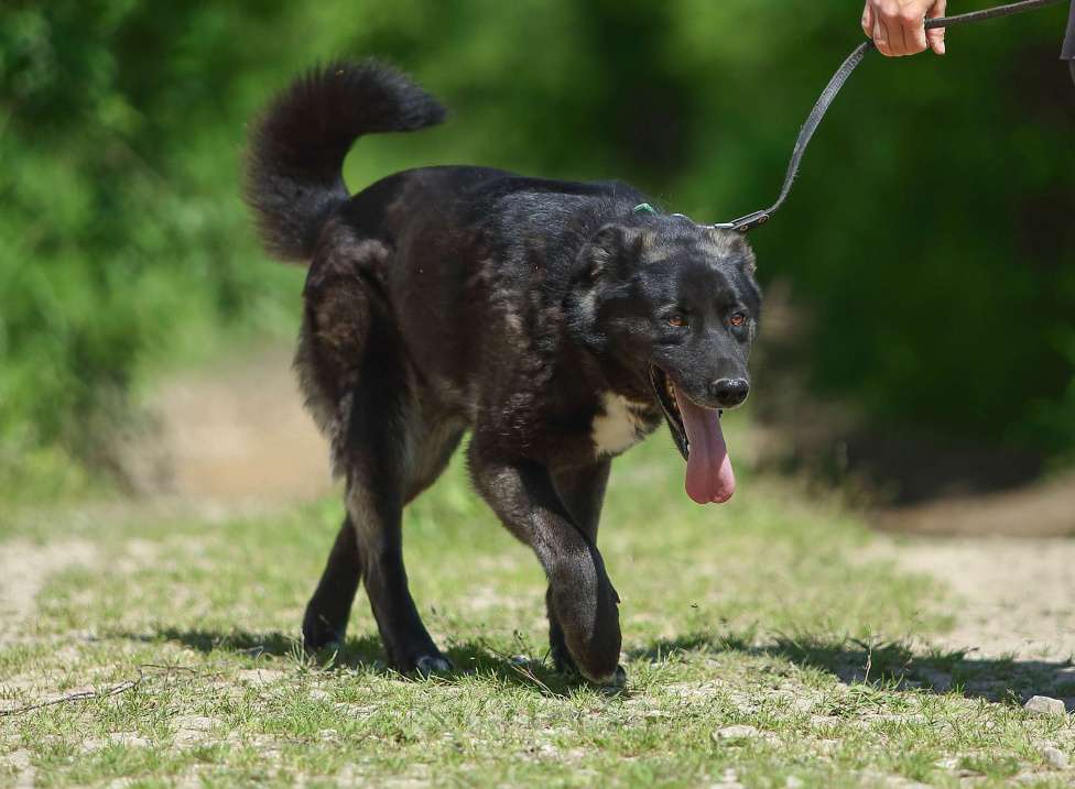 Собаки в Москве: Пес для большой семьи Мальчик, Бесплатно - фото 6
