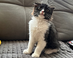 Кошки в Анапе: Малышка ищет дом Девочка, Бесплатно - фото 2