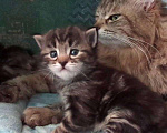 Кошки в Ливны: Сибирские котята резерв, 9 999 руб. - фото 2