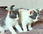Кошки в Липецке: 2 милых котёнка ищут семью! Мальчик, 10 руб. - фото 1