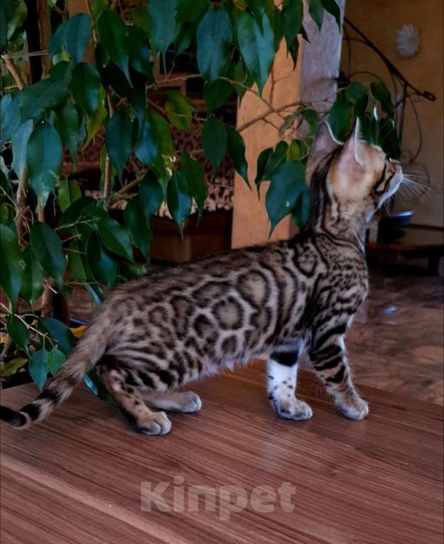Кошки в Москве: Бенгальская девочка  Девочка, 55 000 руб. - фото 2